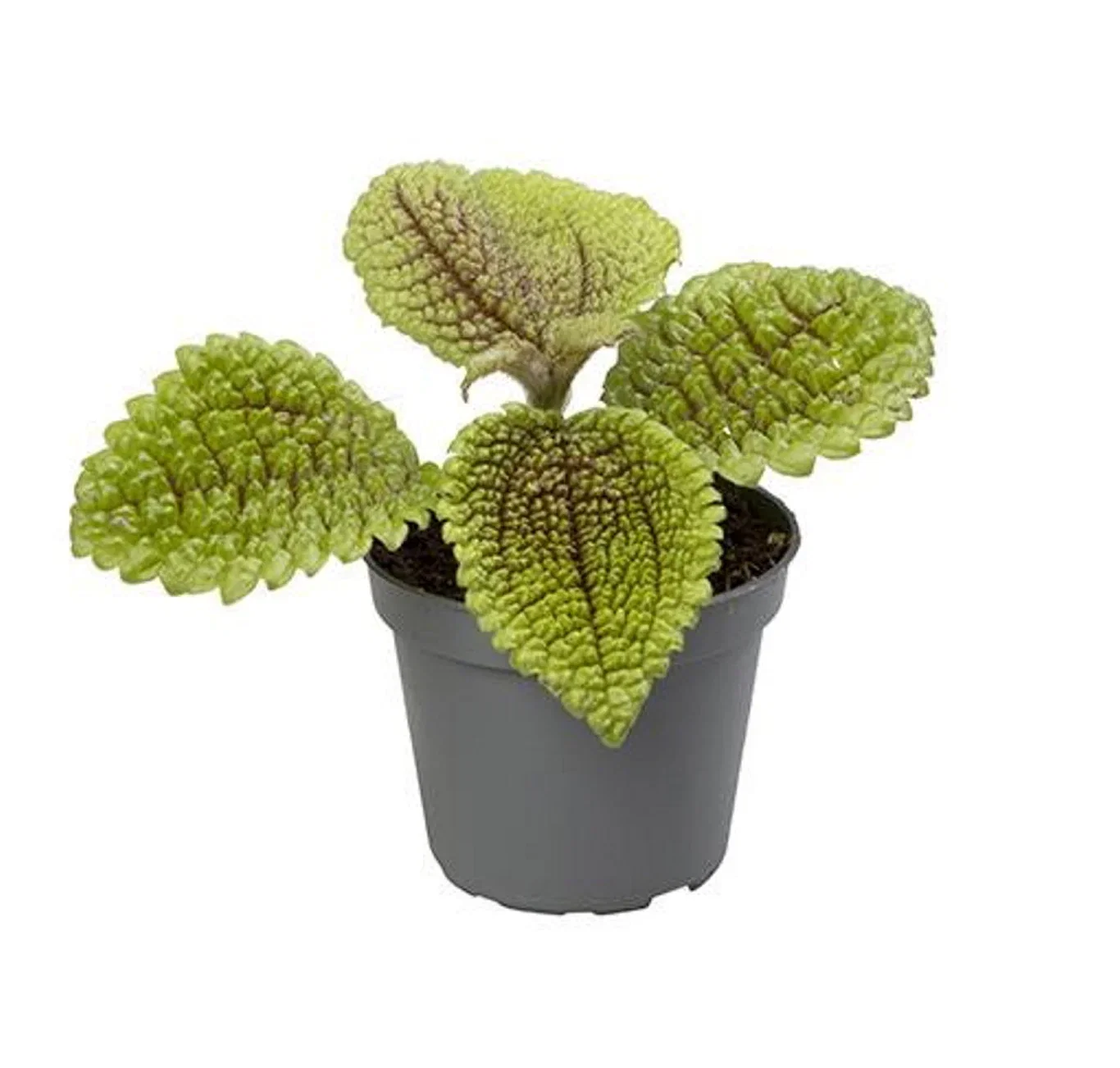 Pilea 'Mon Valley'