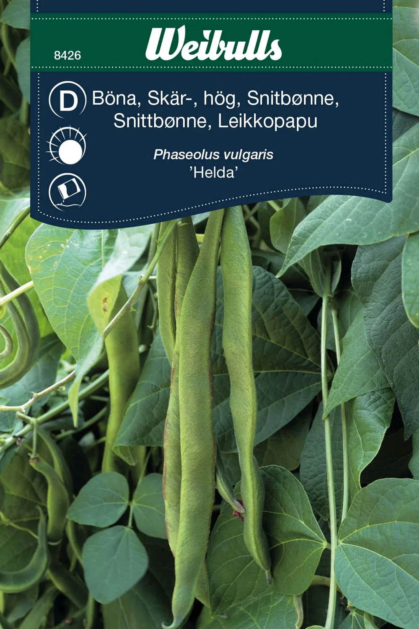 Böna, Skär-, hög, Helda Phaseolus vulgaris