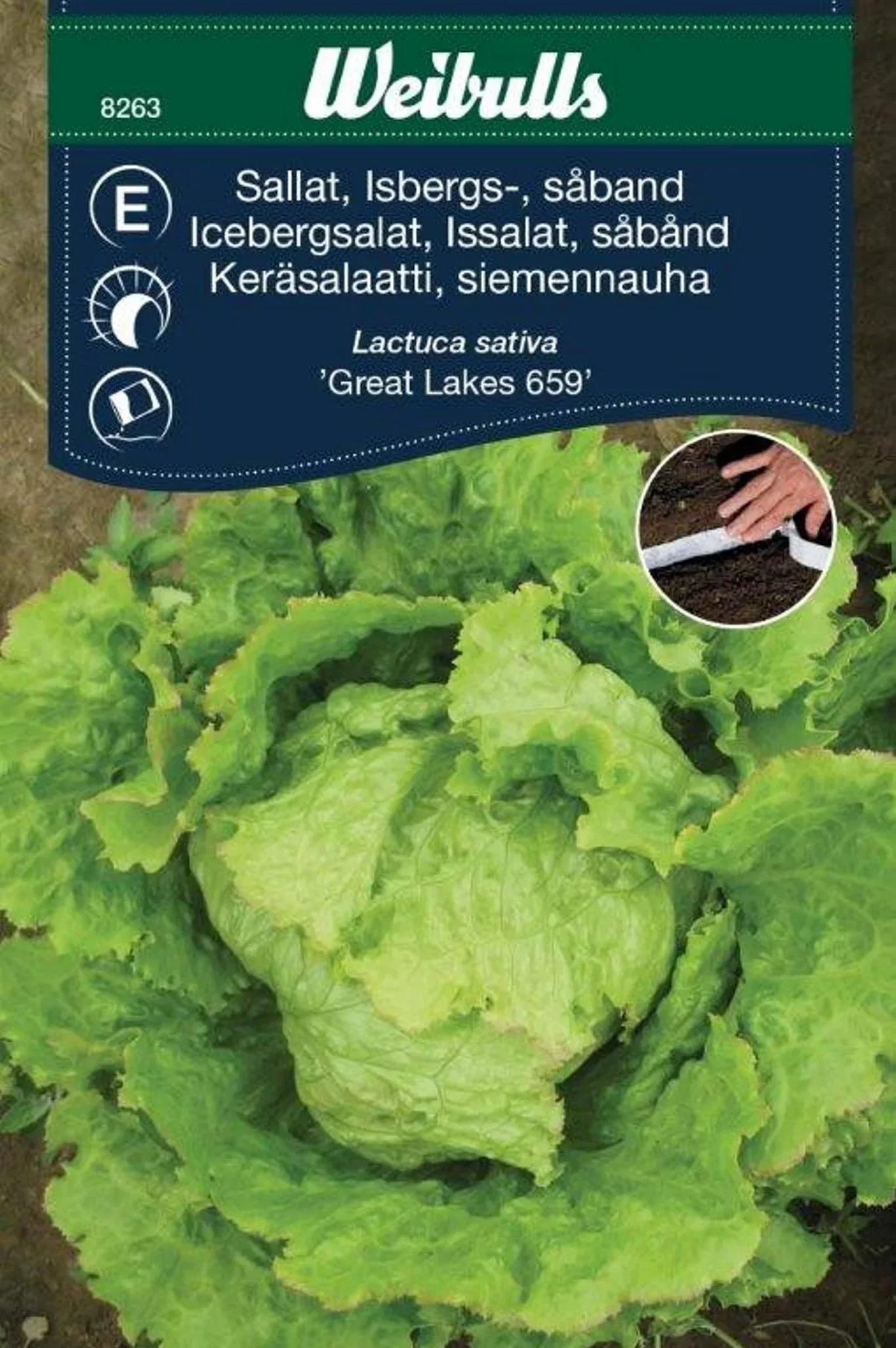 Sallat, isbergs såband