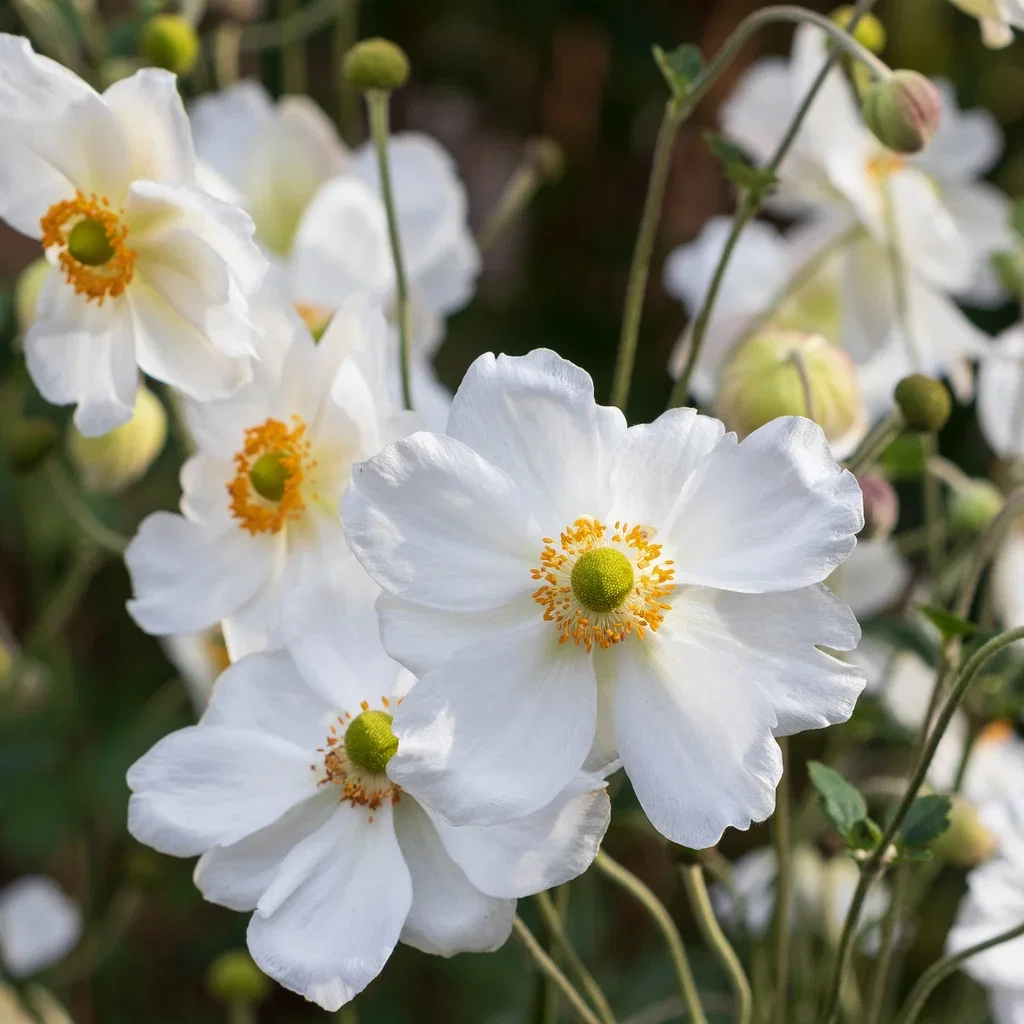 Anemone hybrida 'Honorine Jobert' 23cm