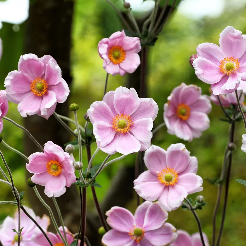 Anemone tomentosa 'Robustissima' 23cm