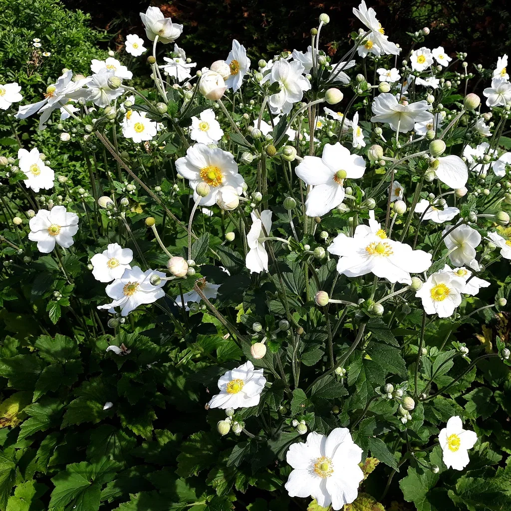 Anemone hybrida 'Honorine Jobert' 23cm