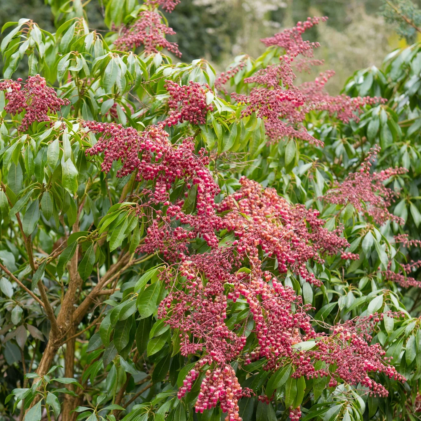 Pieris japonica 'Valley Valentine' 20cm