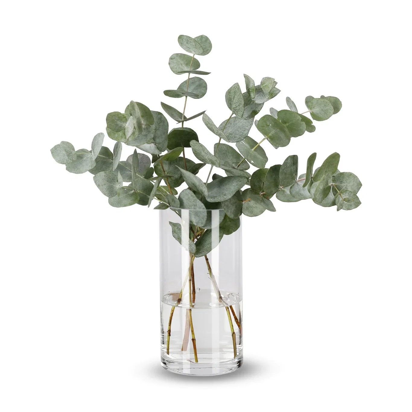 Eukalyptus 5pk