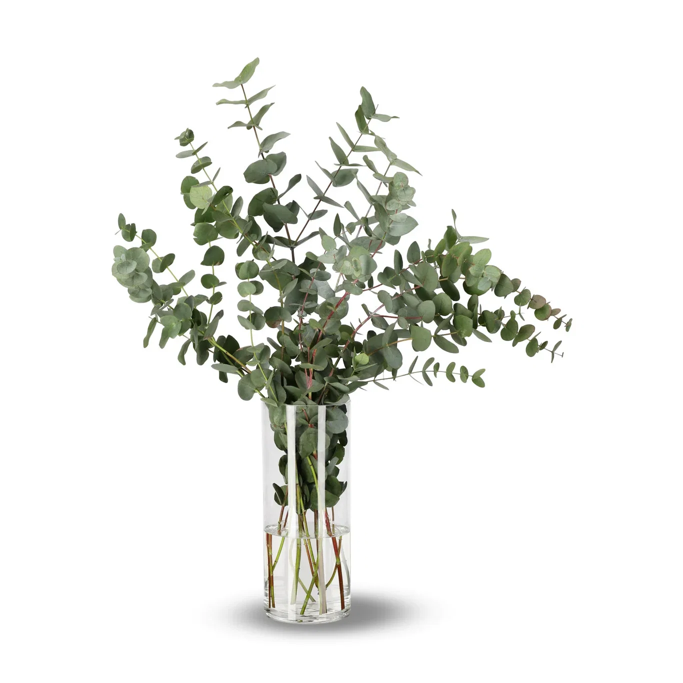 Eukalyptus 5pk