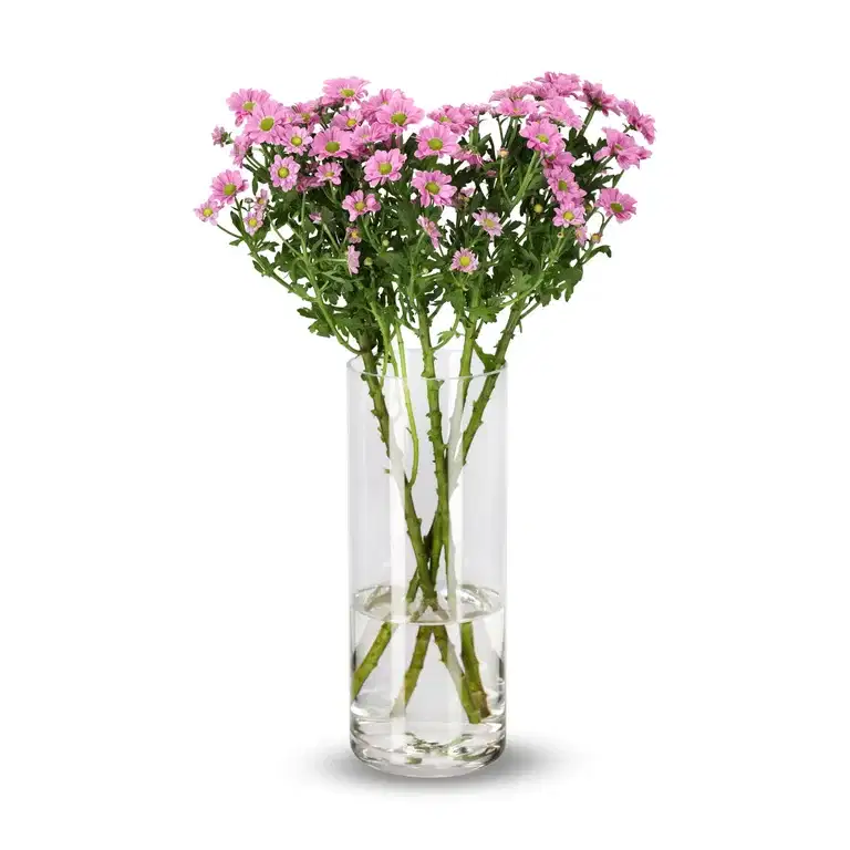 Krysantemum 4pk