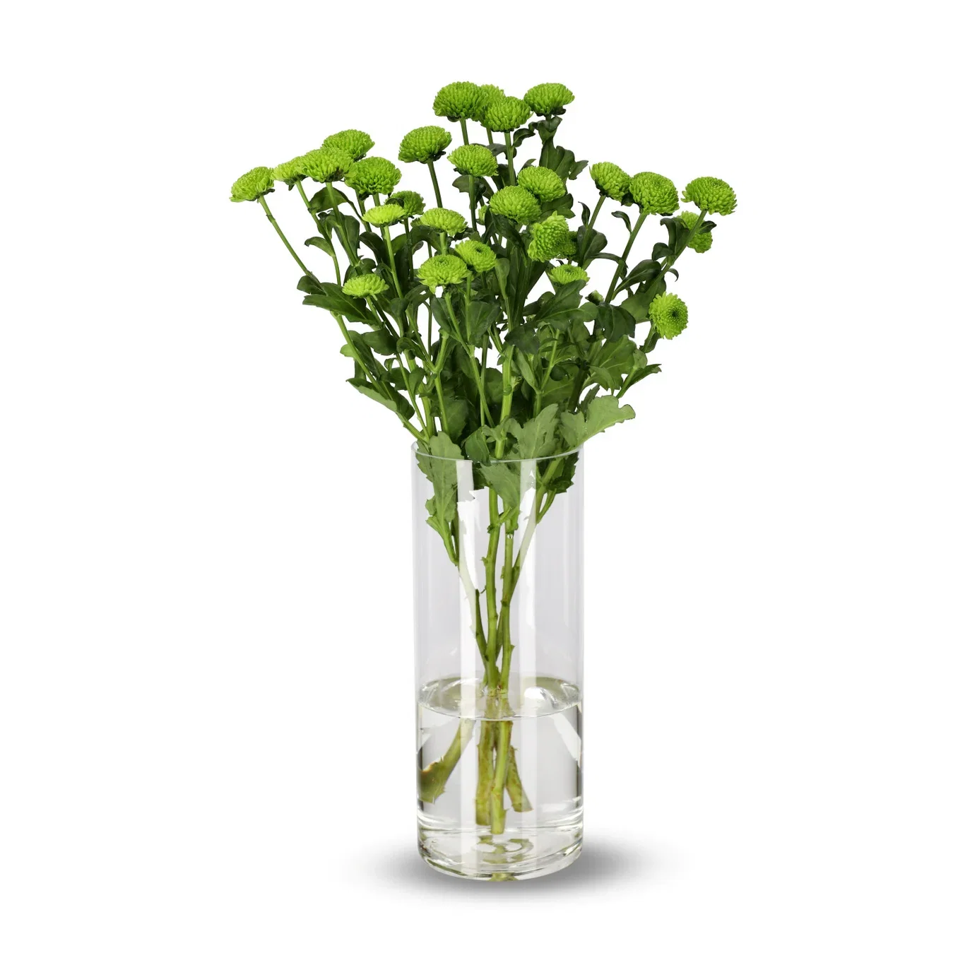 Krysantemum 4pk