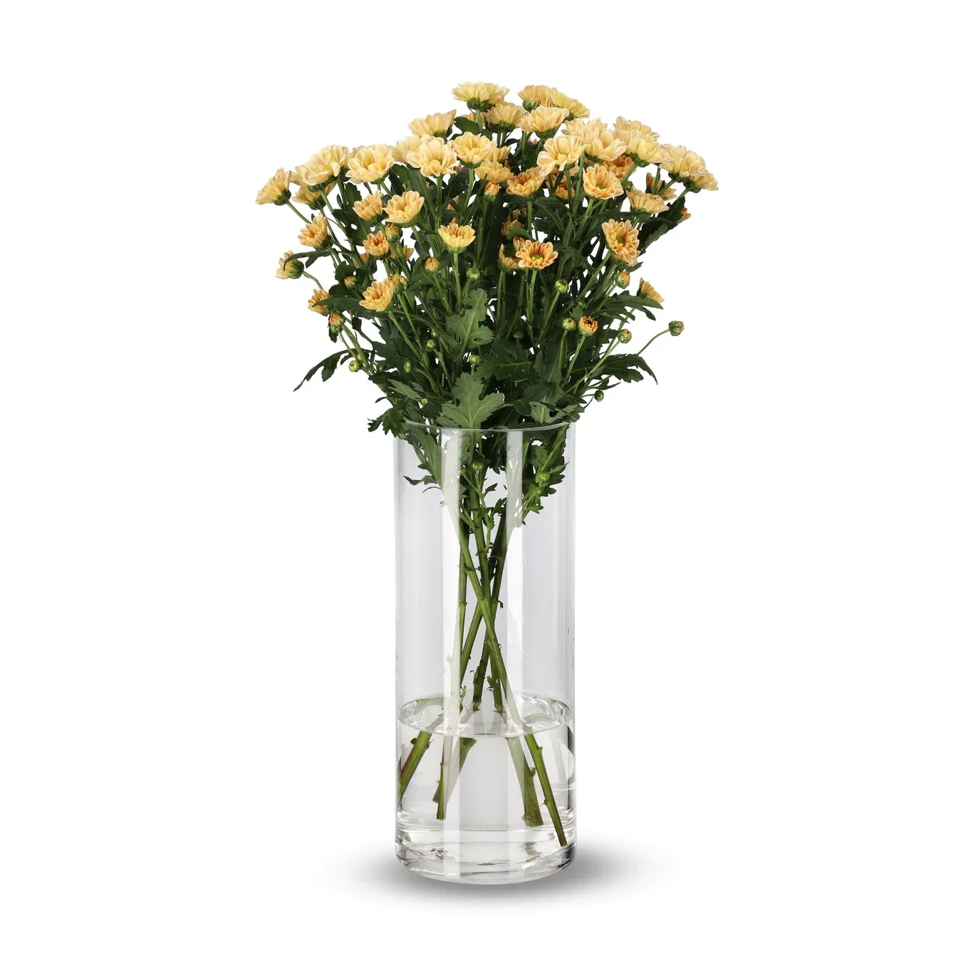 Krysantemum 4pk