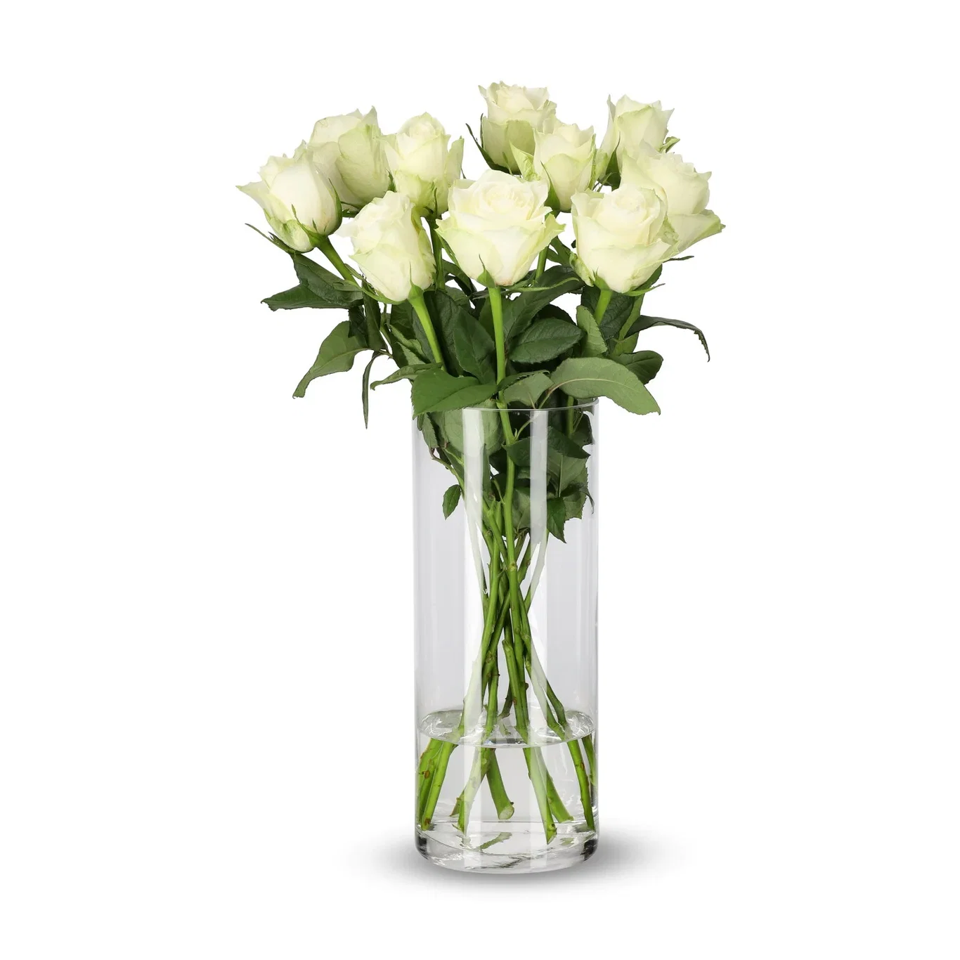 Roses Premium White 50cm YR