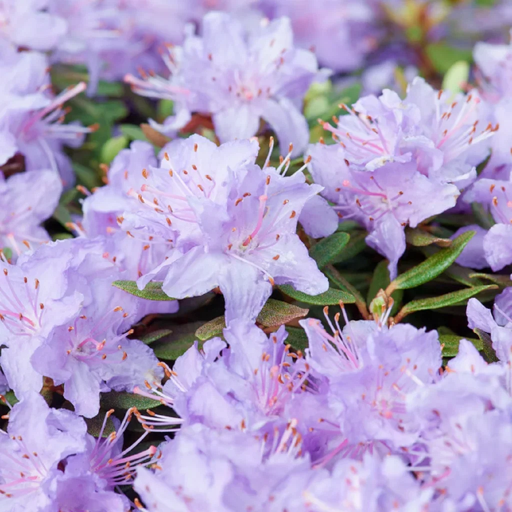 Rododendron 'Ramapo'