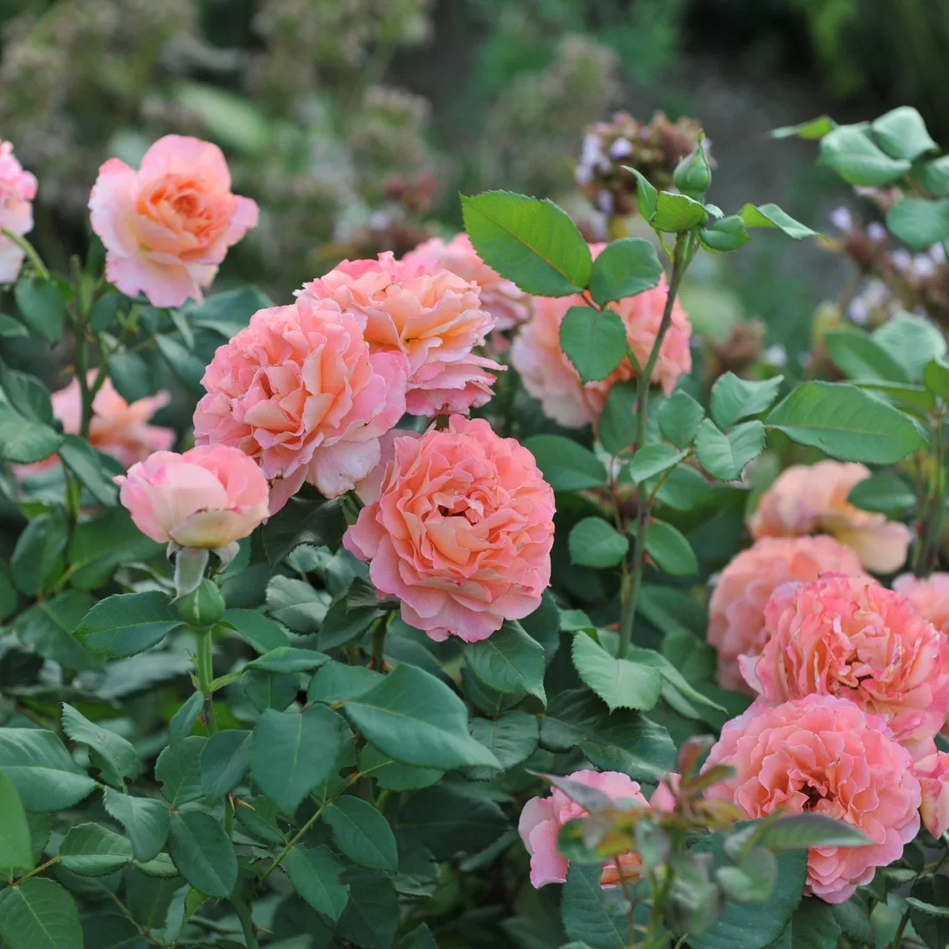 Stilkrose AUGUSTA LUISE®