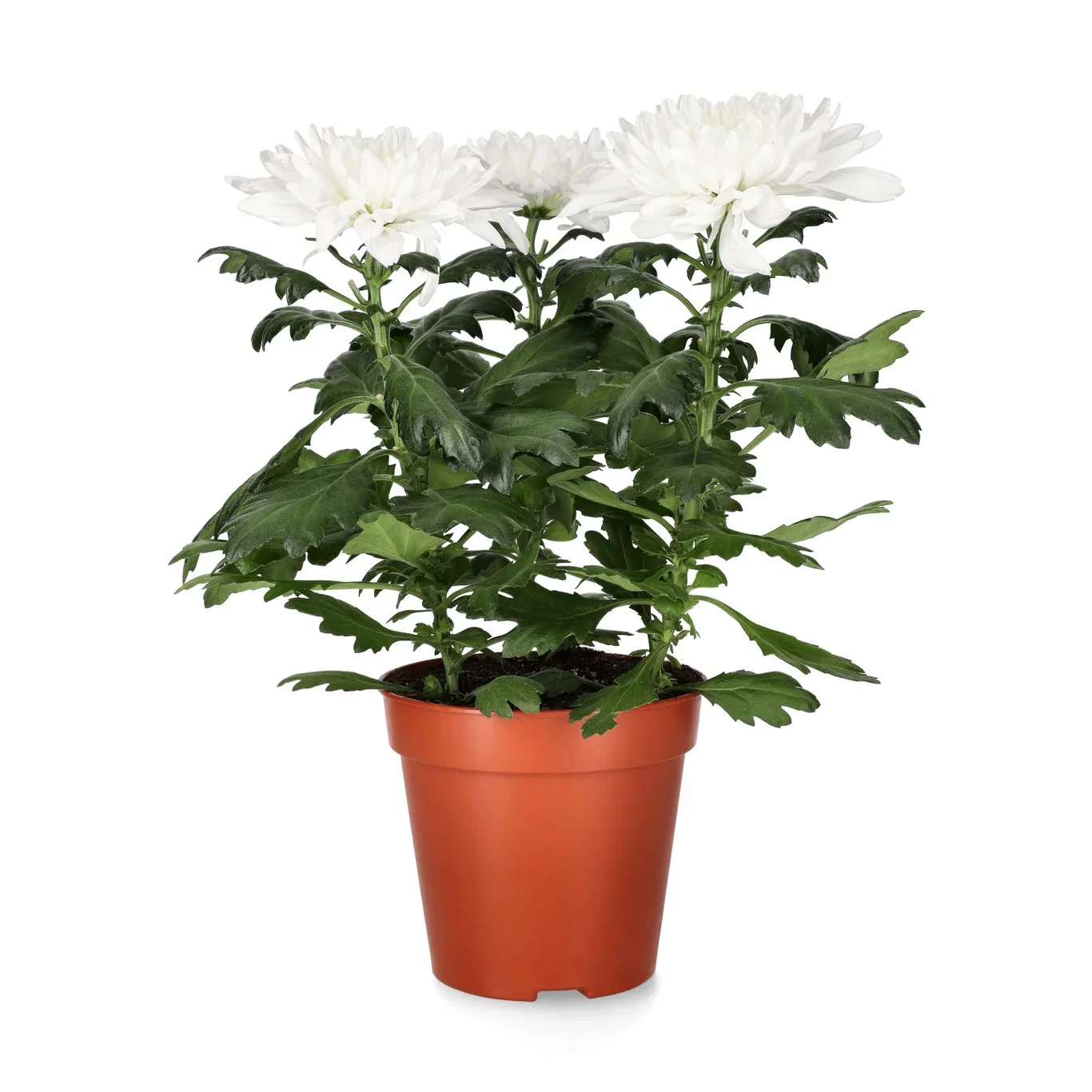 Krysantemum 'Zembla'