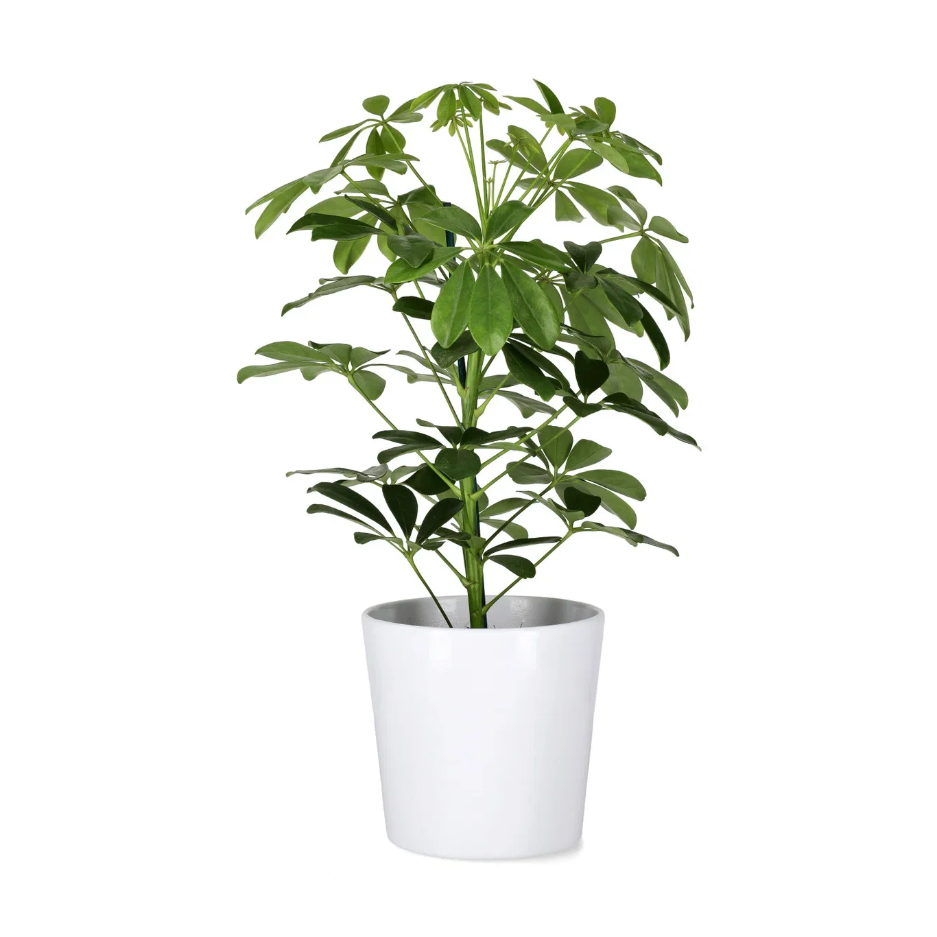 Schefflera arboricola 'Nora' 13 cm