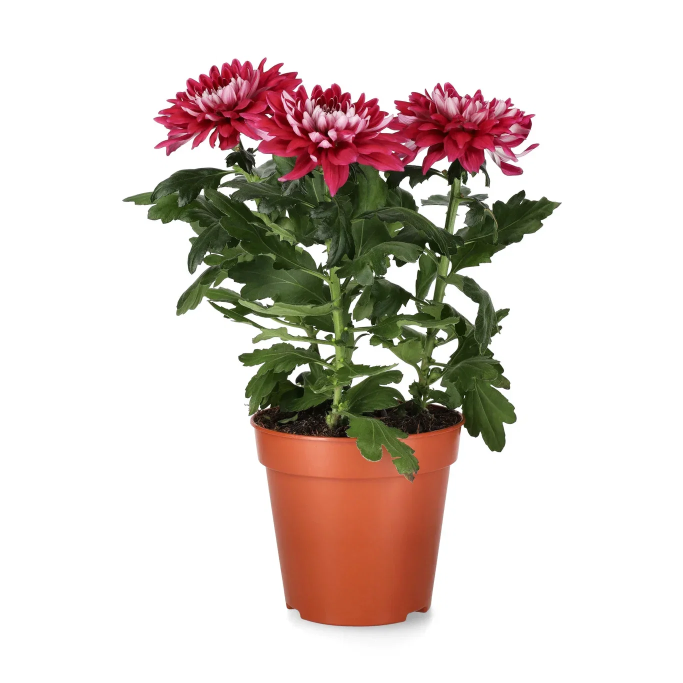 Krysantemum 'Zembla'