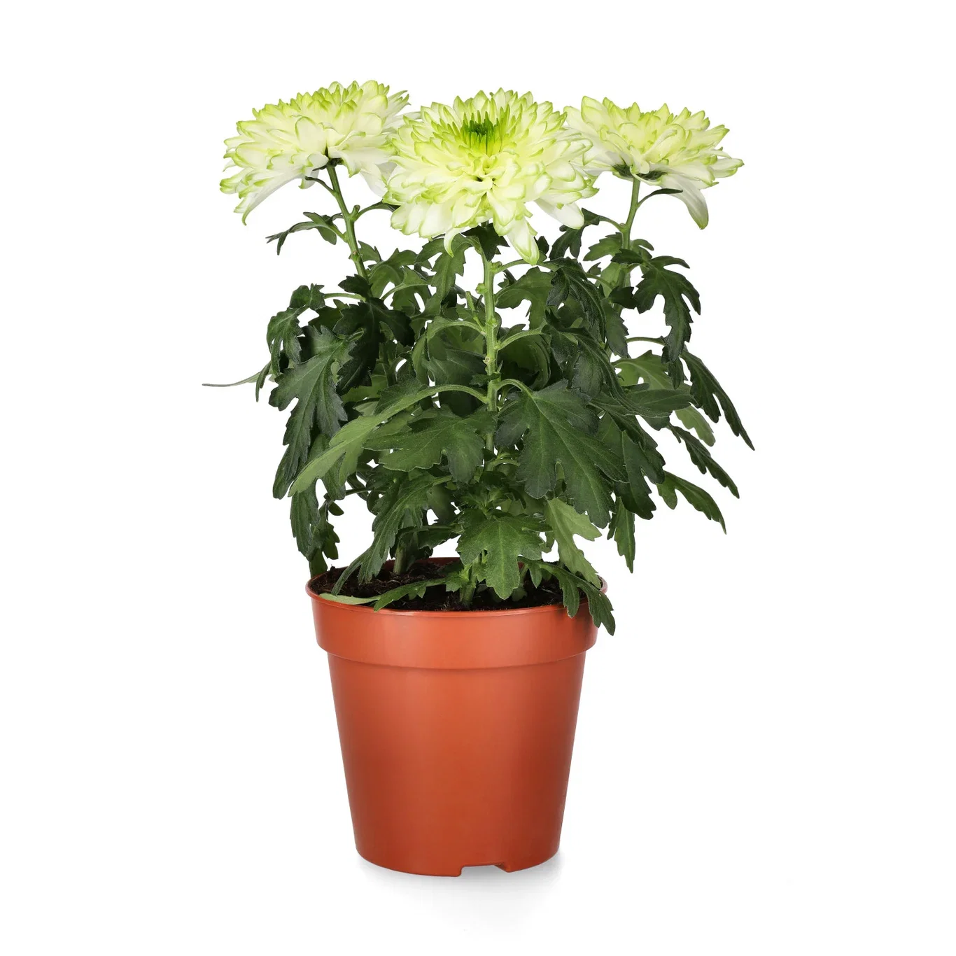 Krysantemum 'Zembla'