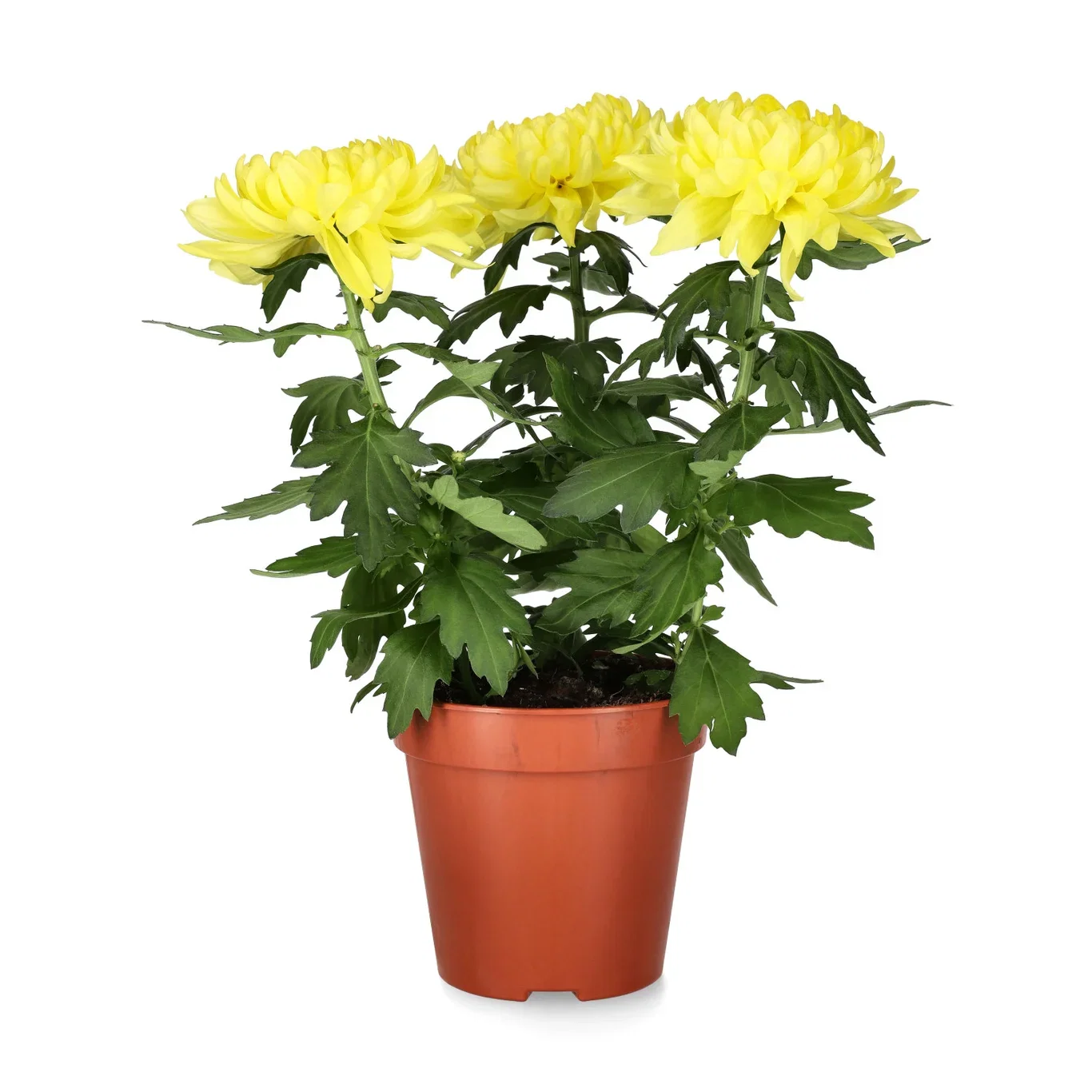 Krysantemum 'Zembla'