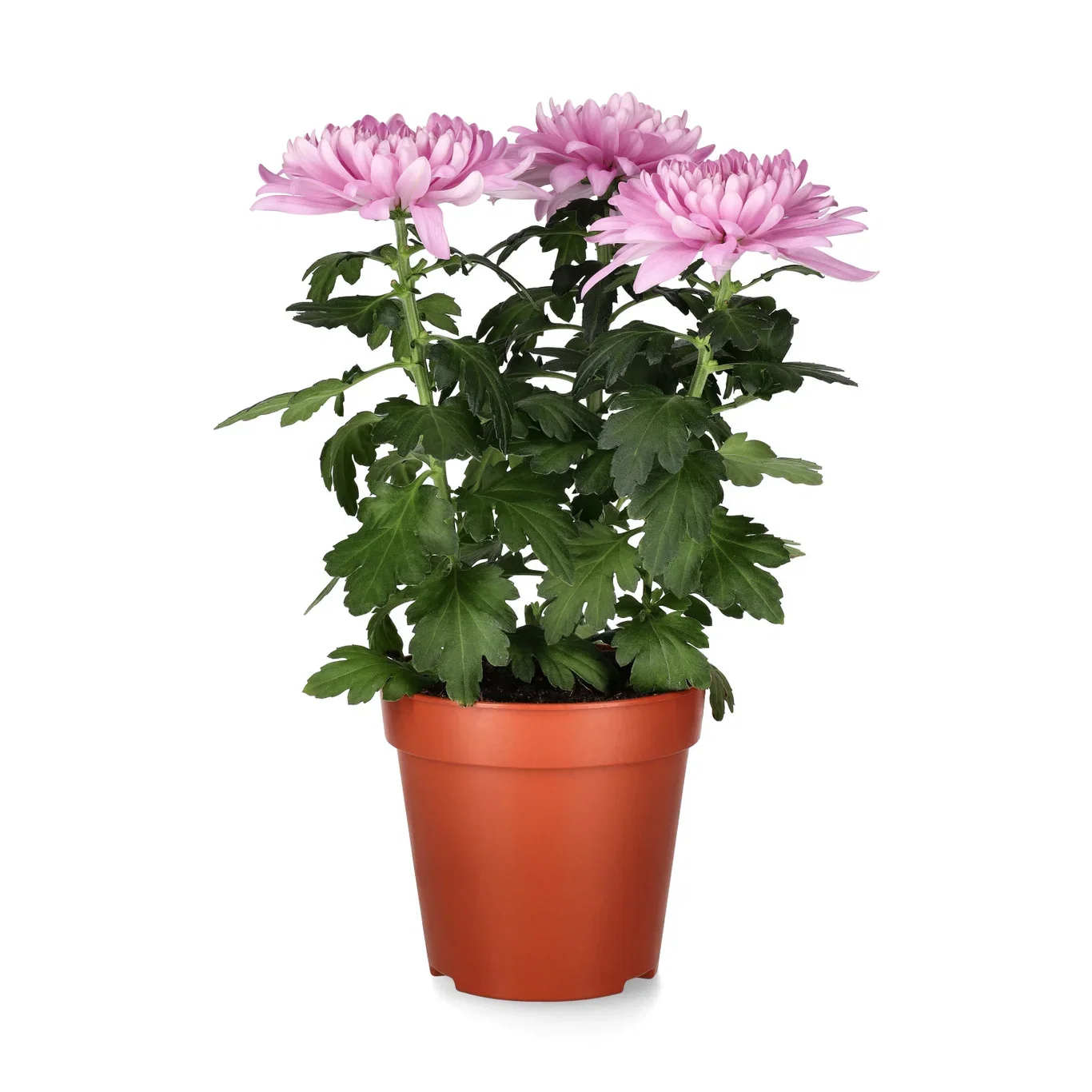 Krysantemum 'Zembla'