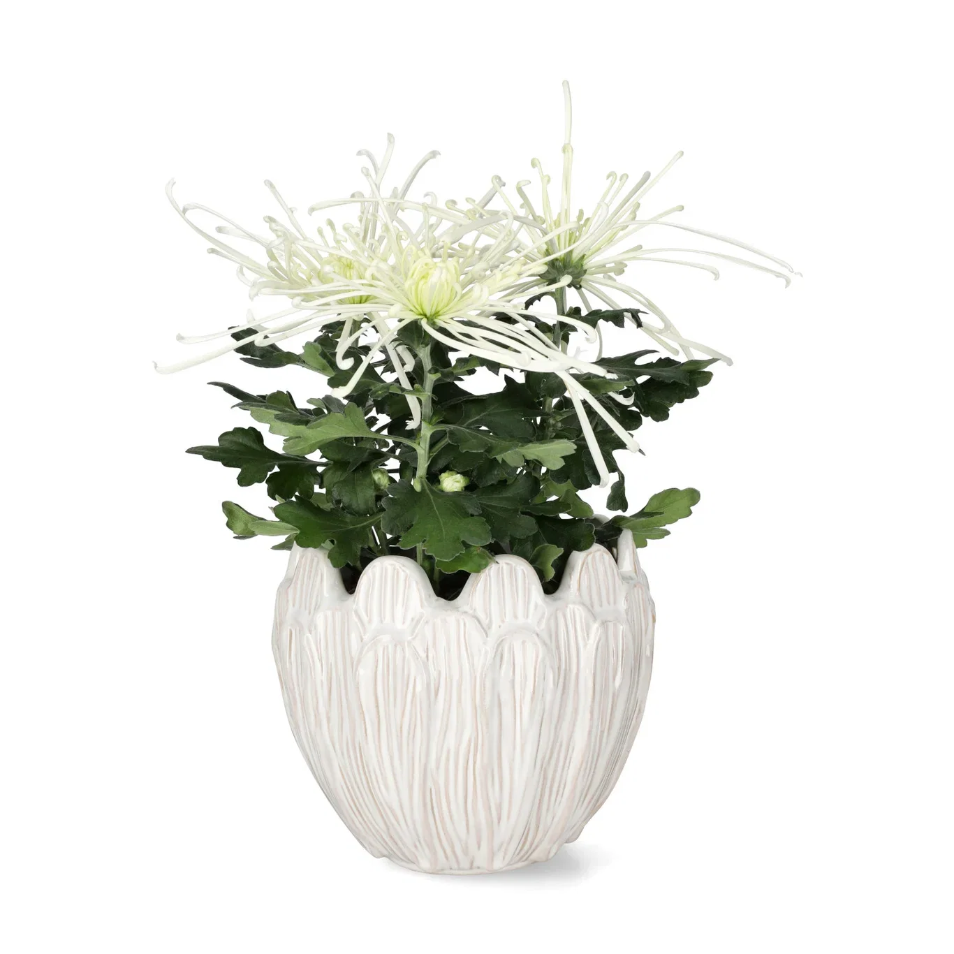 Chrysanthemum Fireworks Cream 13 cm
