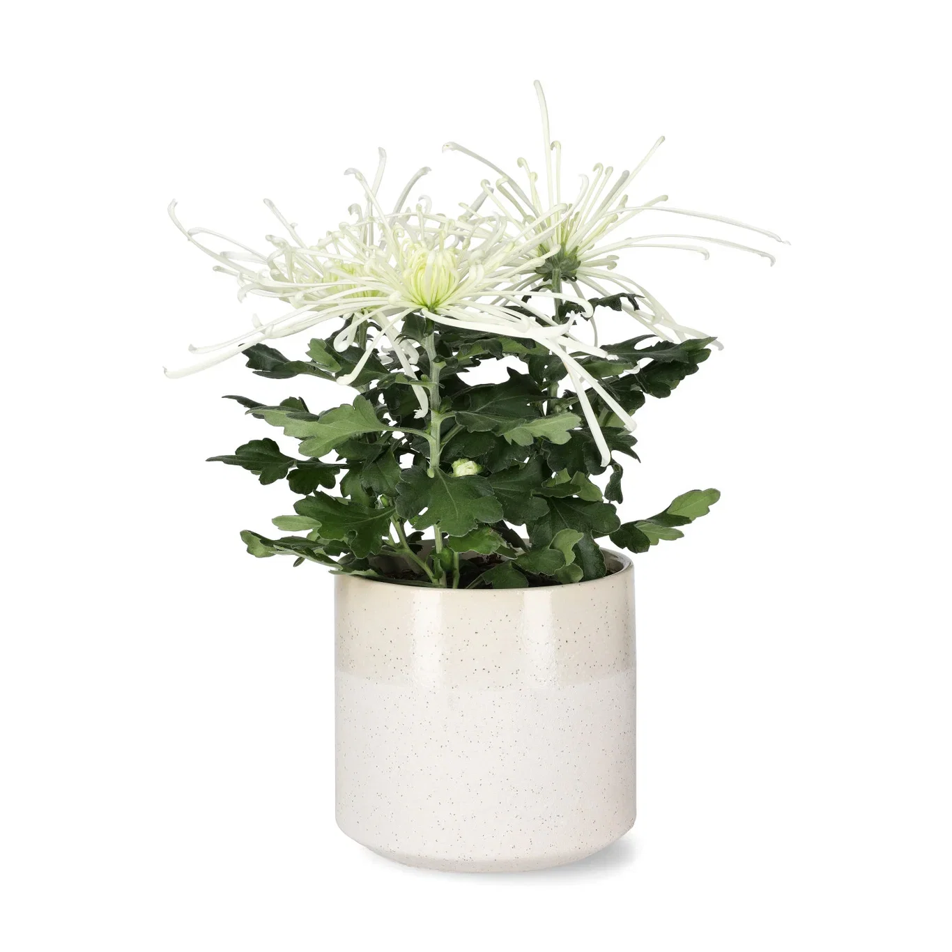 Chrysanthemum Fireworks Cream 13 cm