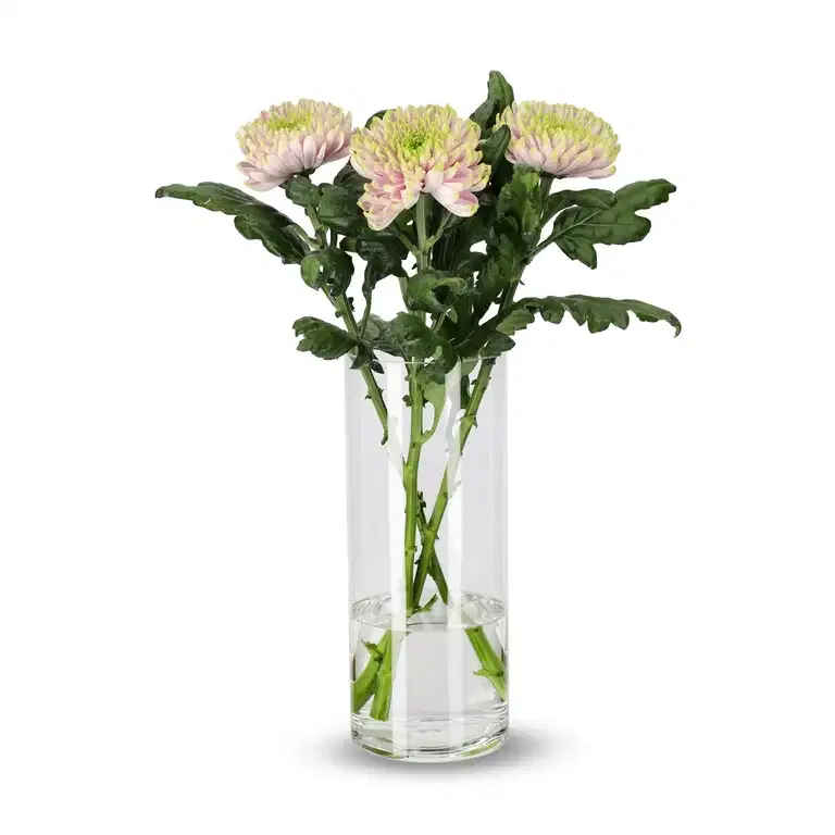 Chrysanthemum Uniflower