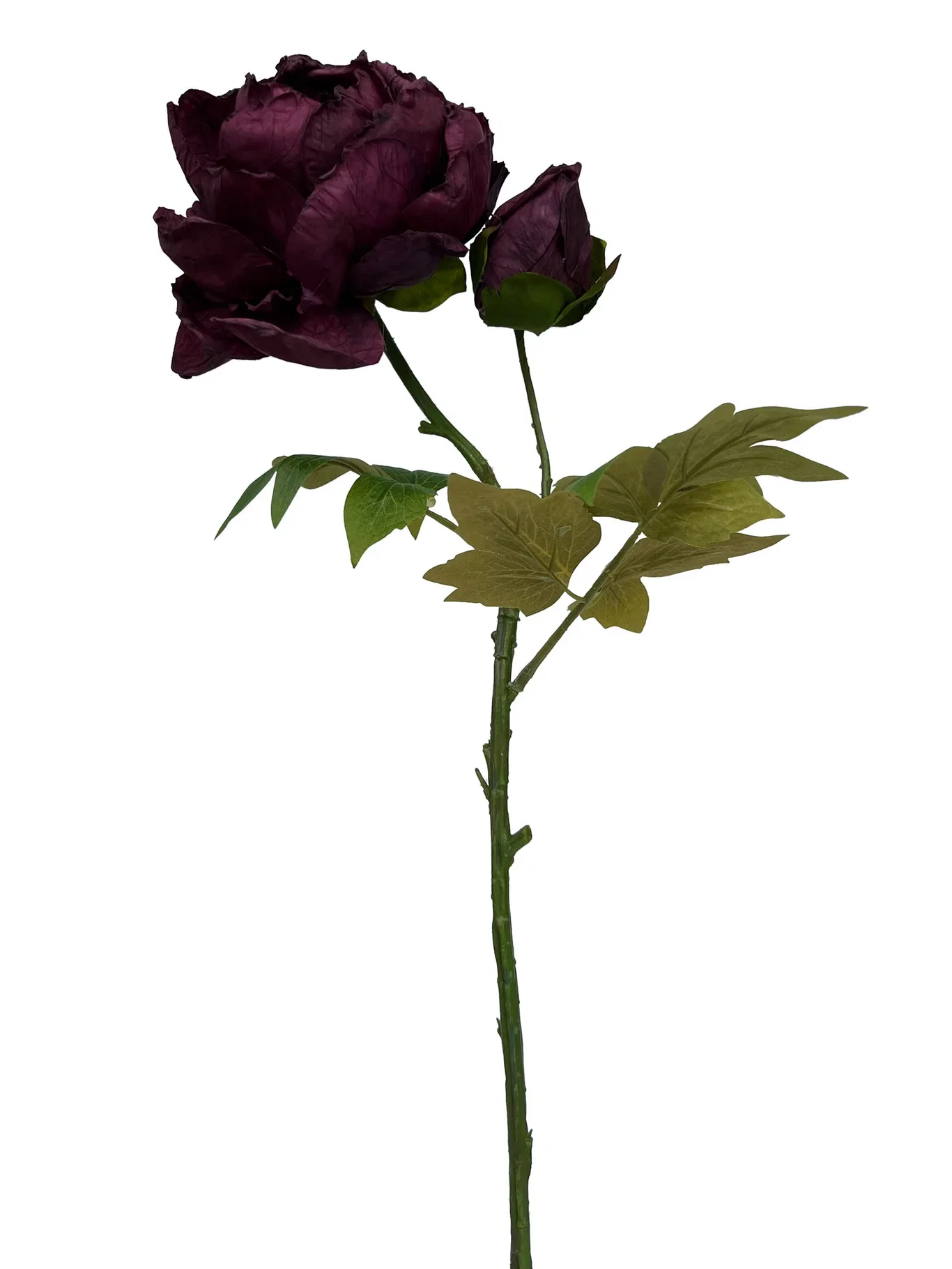 Peony cut flower H62 purple