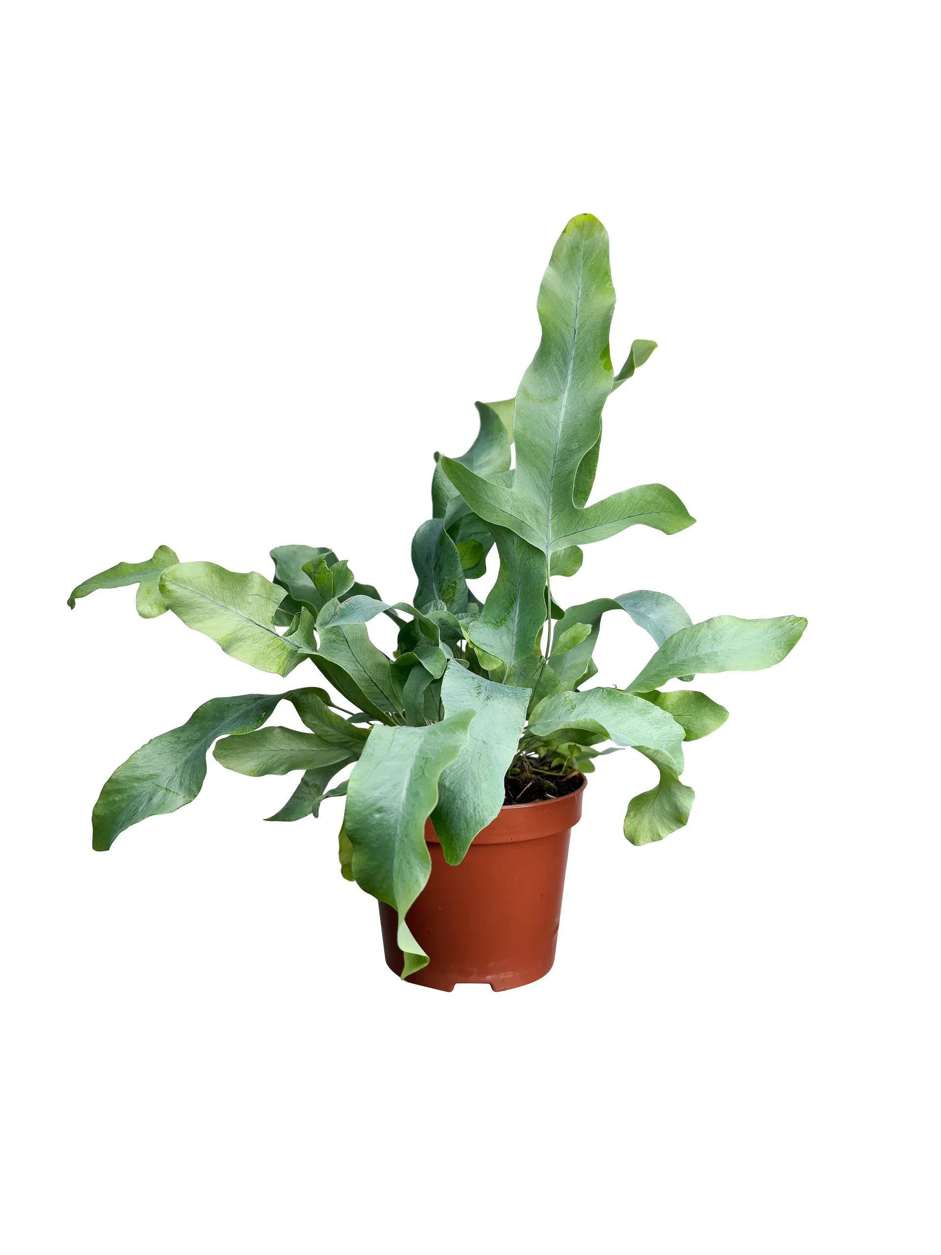 Fern mix