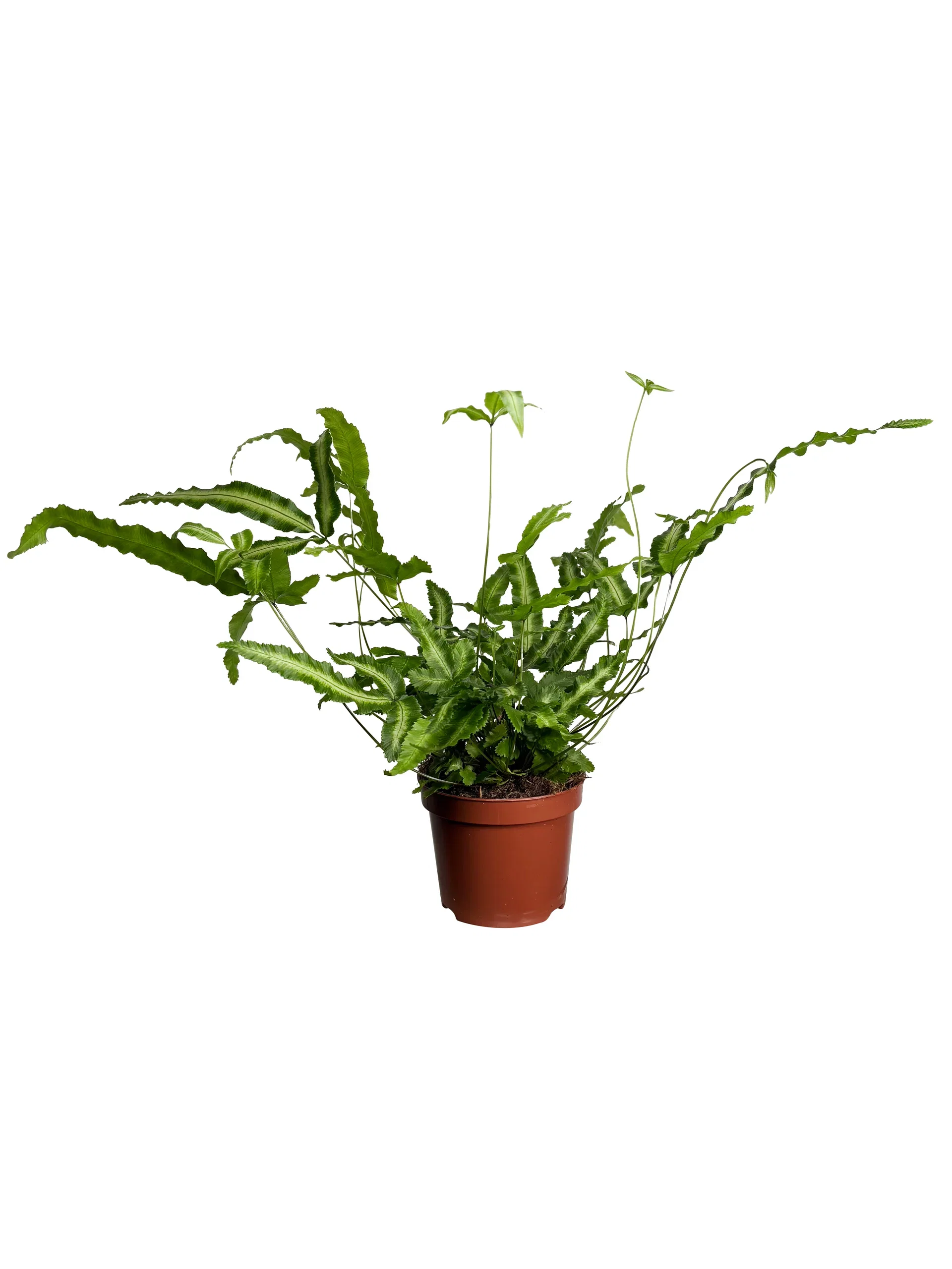 Fern mix