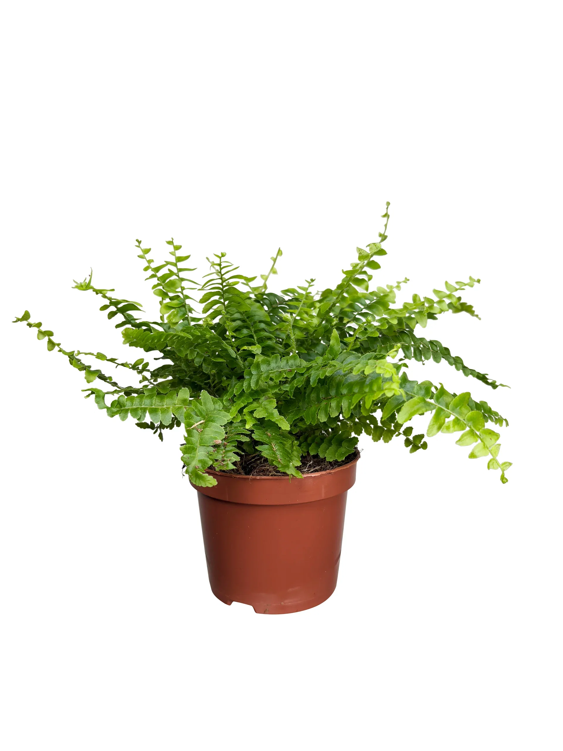 Fern mix