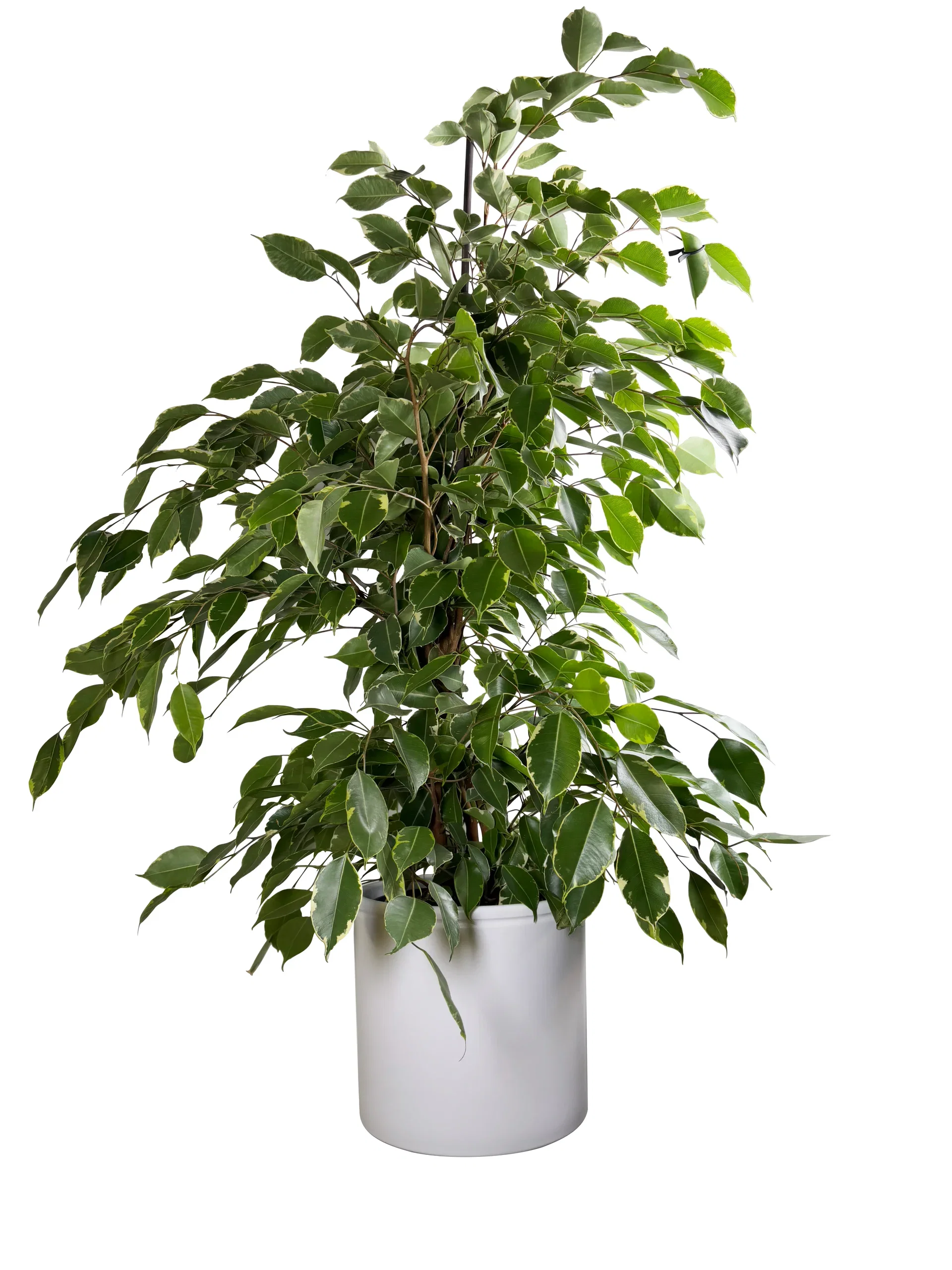 Bjørkefiken 'Golden King'