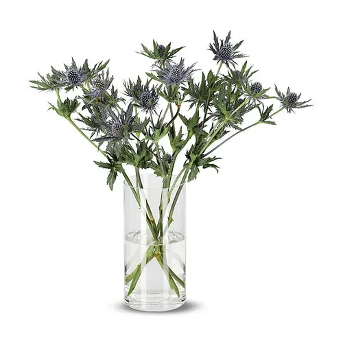 Eryngium