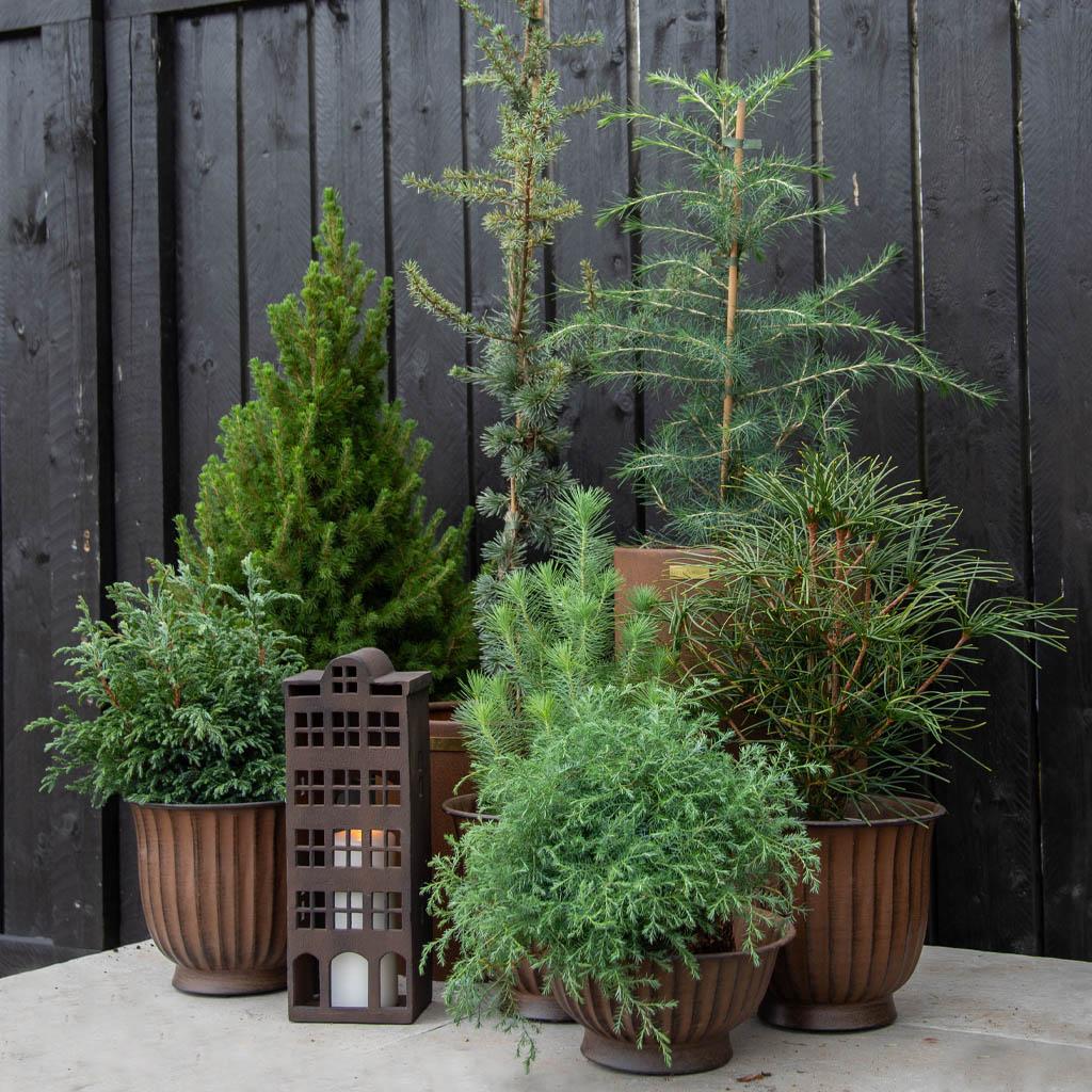 20 % på alle vintergrønne nåletrær