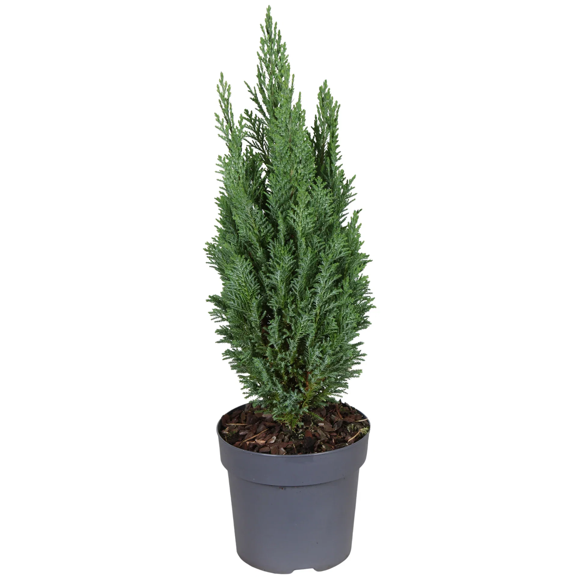 Chamaecyparis l. 'Ellwoodii' 14 cm