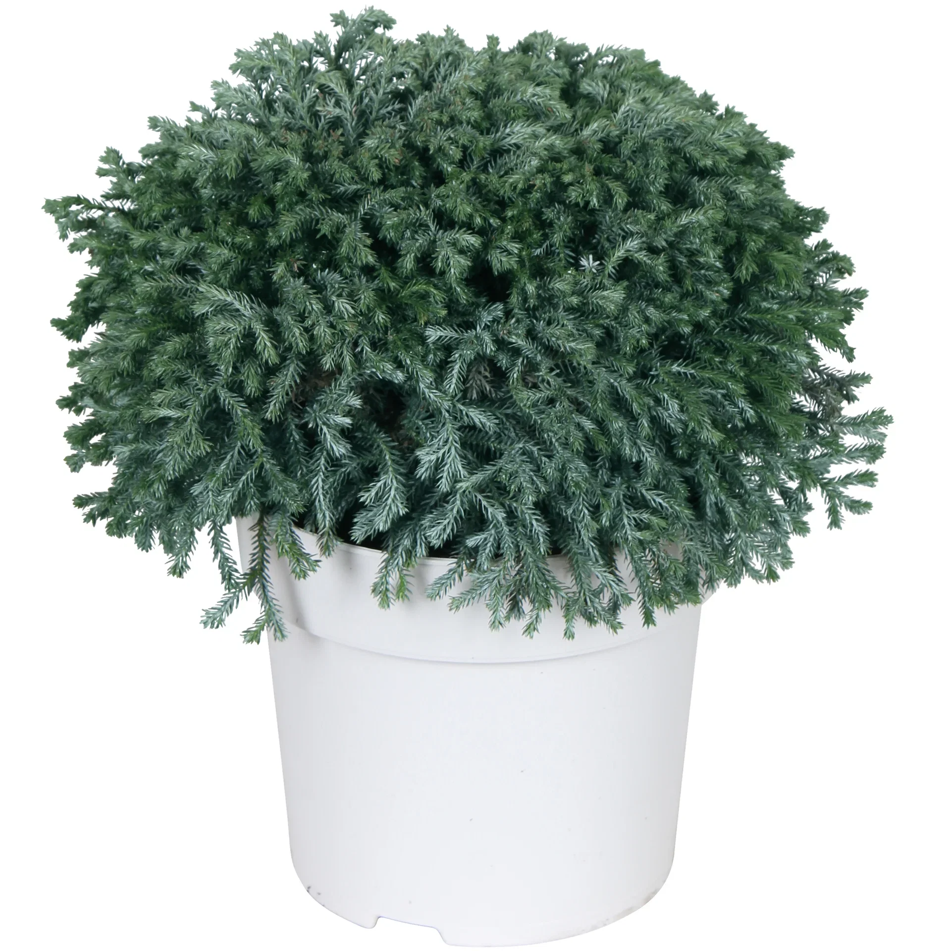 Chamaecyparis Pis. 'Minta' 14 cm