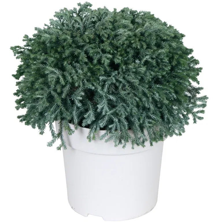 Nålesypress 'Minta'