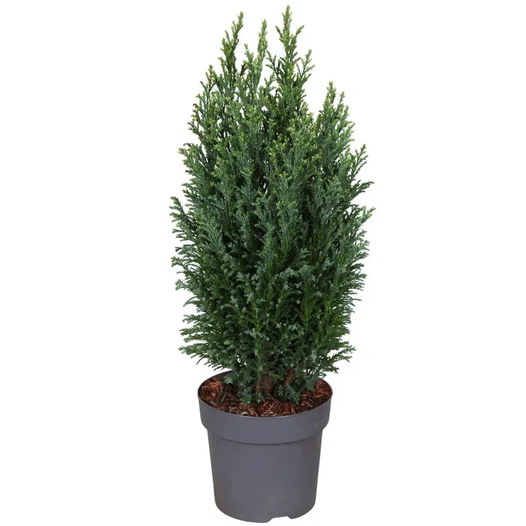 Lawsonsypress 'Snow White'