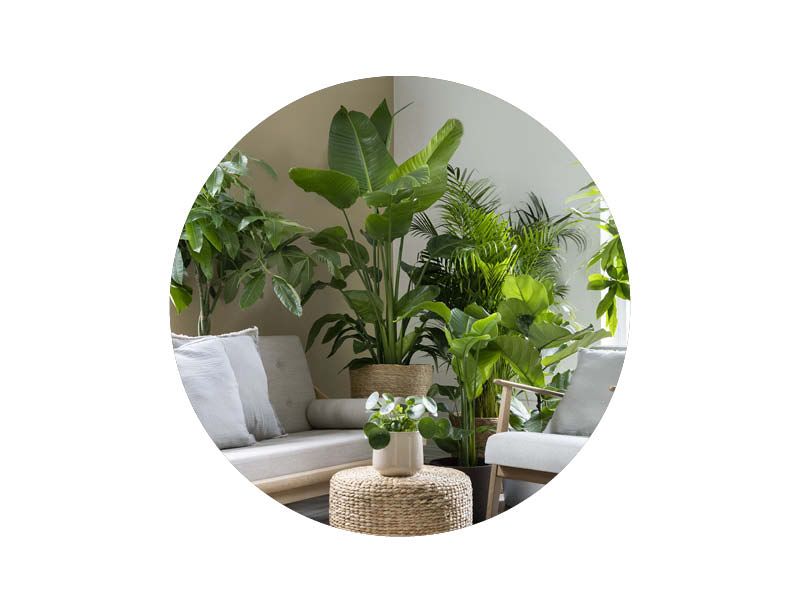 Image of Inneplanter