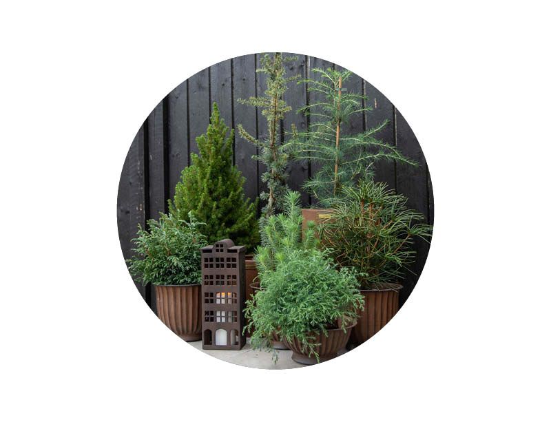 Image of Vintergrønt