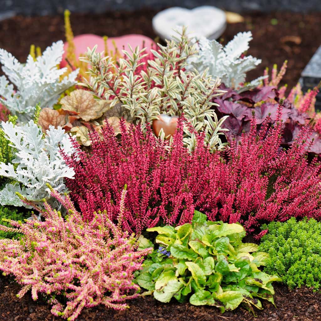 Image of Høstblomster