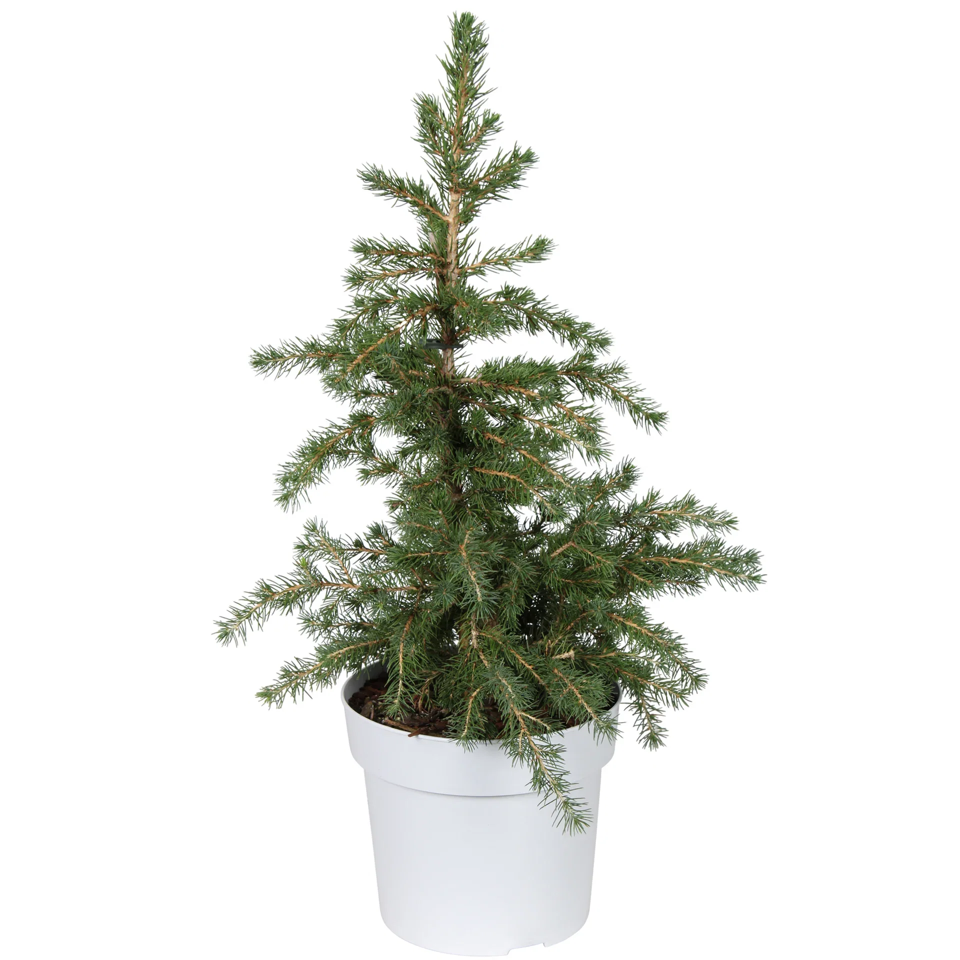 Picea g. 'Little Nordic' 19 cm