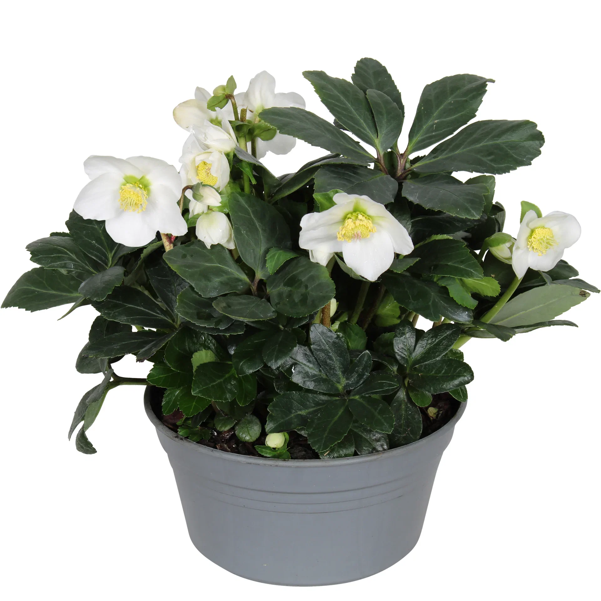 Helleborus 'Christmas Carol' Bowl