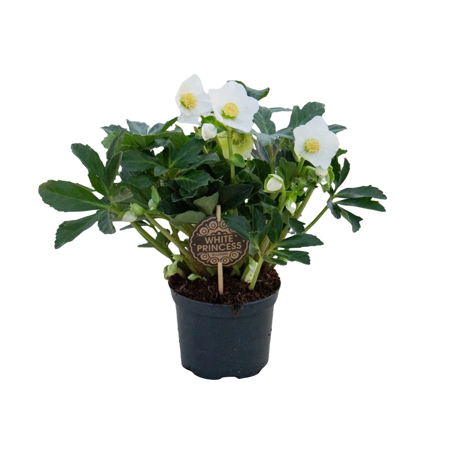 Helleborus 'White Princess' 21 cm