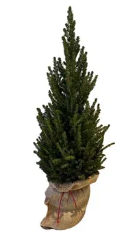 Jutebag miniatyr Picea Conifer