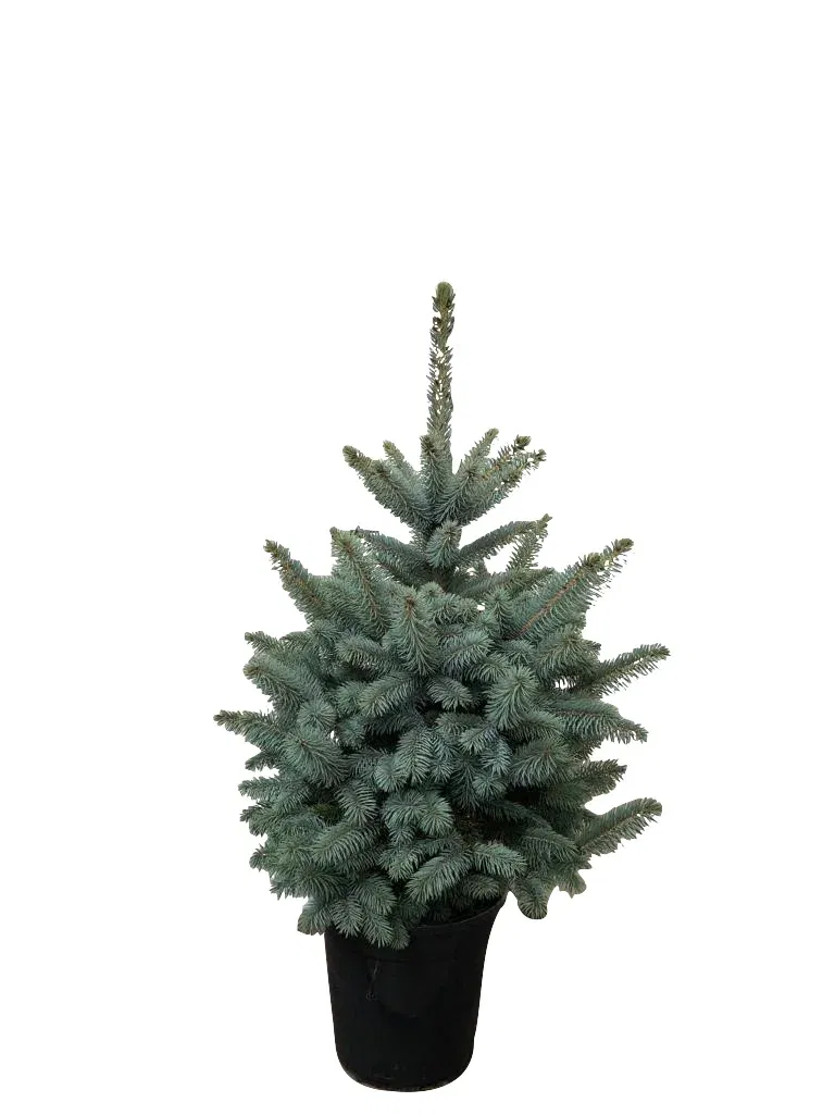 Blågran ‘Baby Blue’