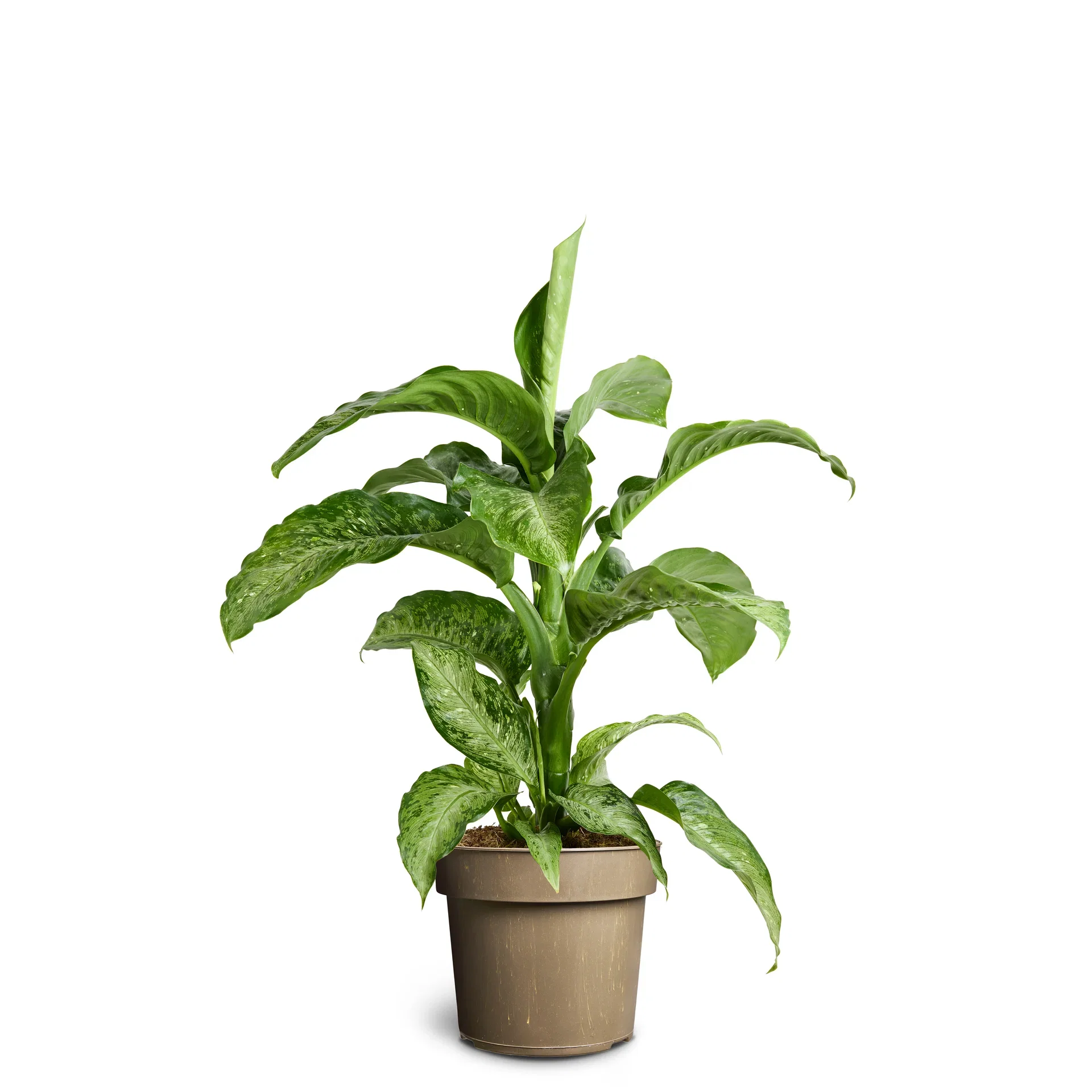 Dieffenbachia 'Memoria Corsii'