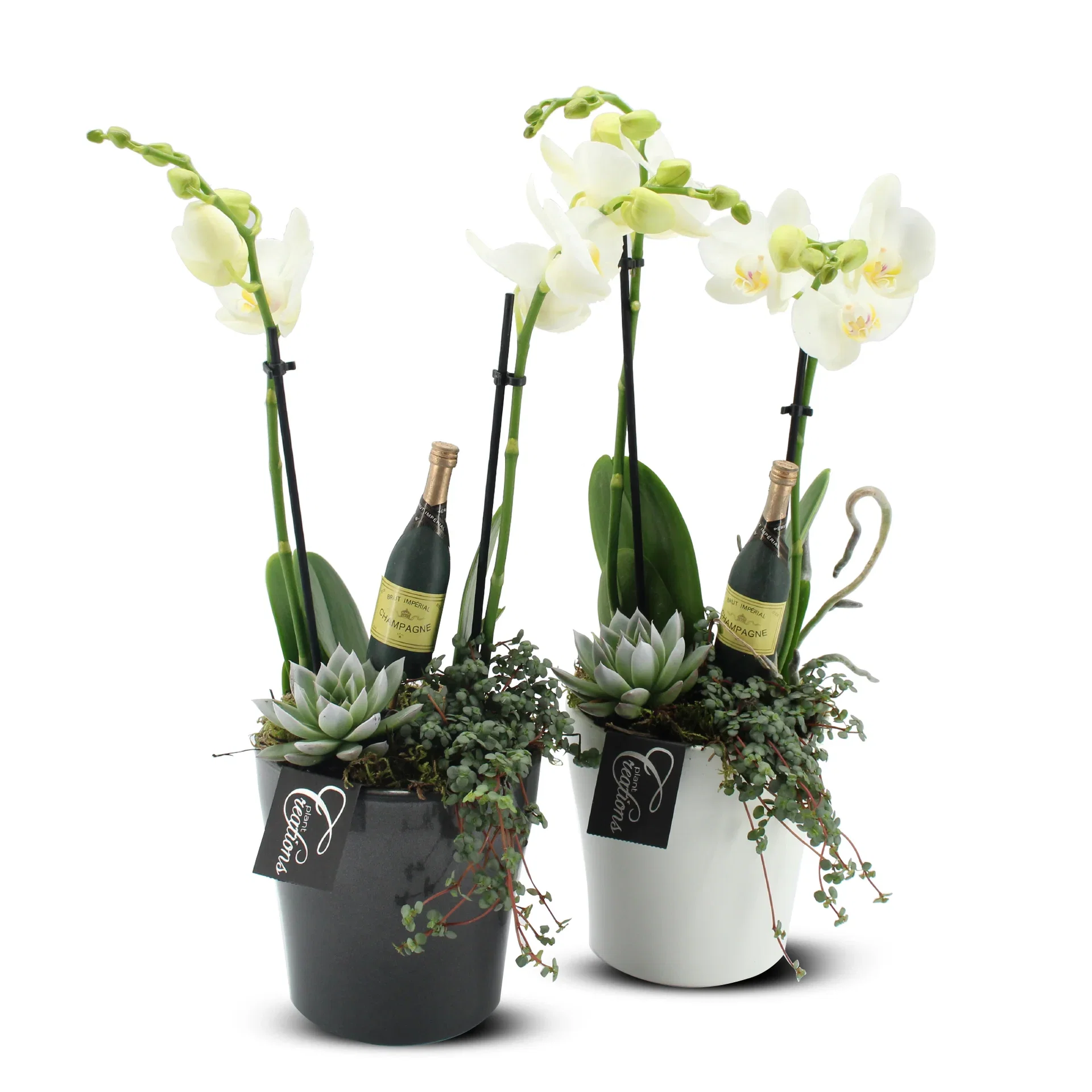 Nyttår desember Phalaenopsis i potte