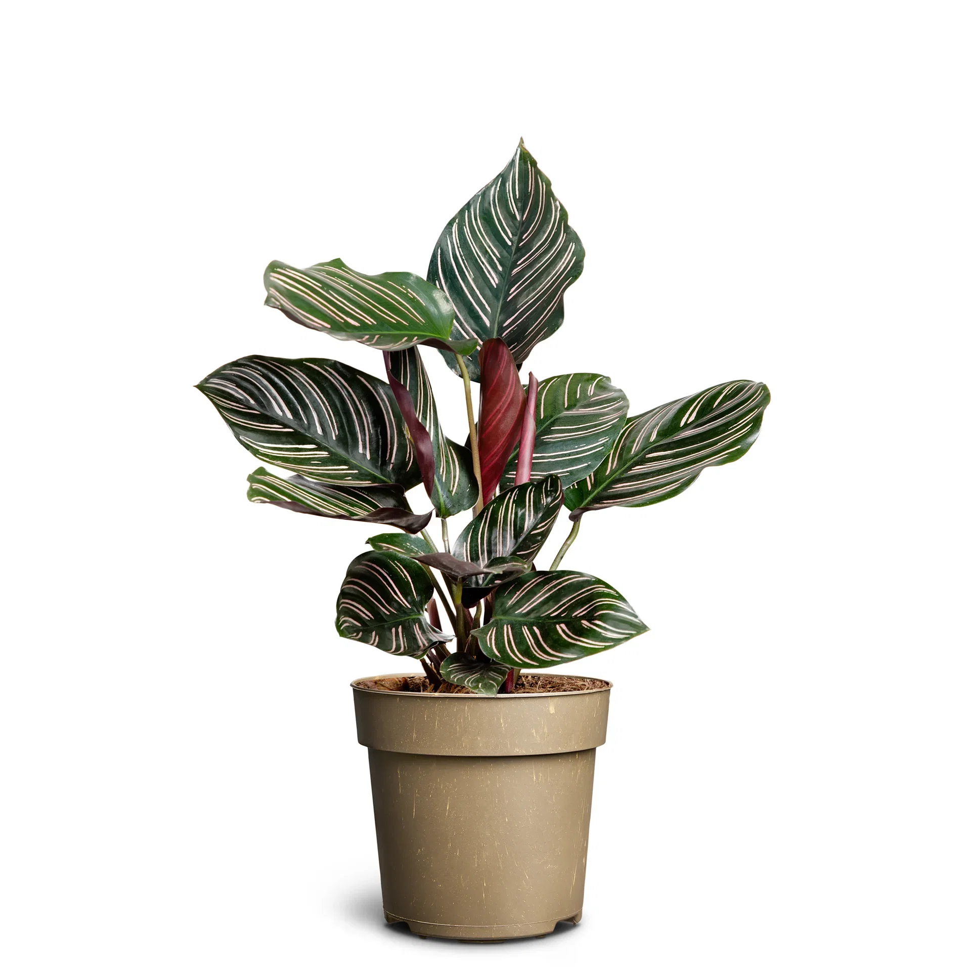 Calathea 'Sanderiana' 11 cm