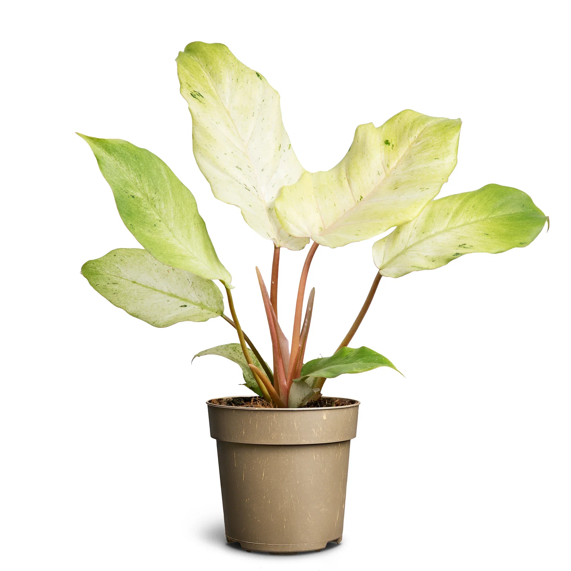 Philodendron 'Snowdrift Variegata'