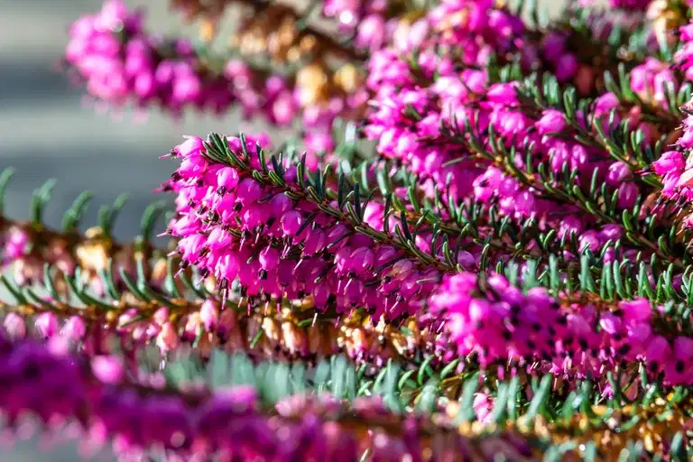 Erica darleyensis