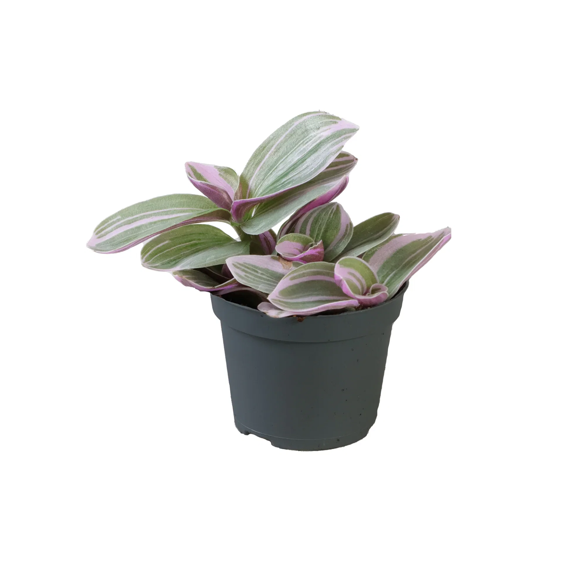 Tradescantia mini mix