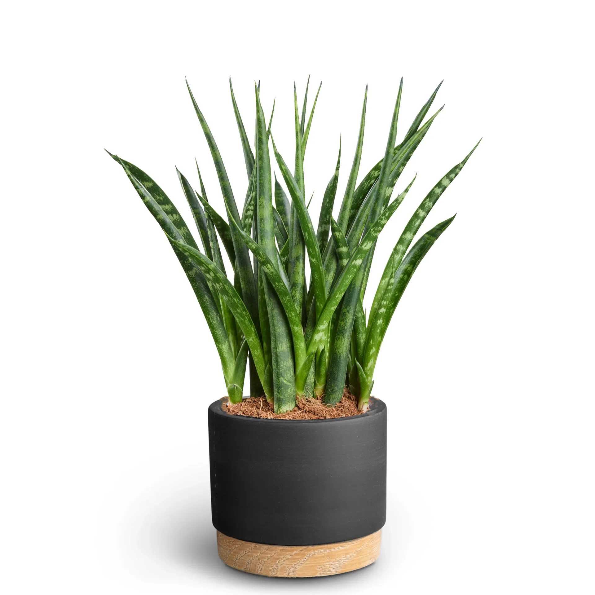 Sansevieria i potte